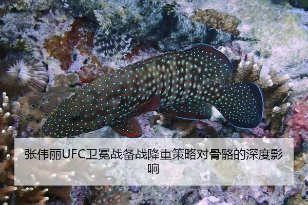 张伟丽UFC卫冕战备战降重策略对骨骼的深度影响